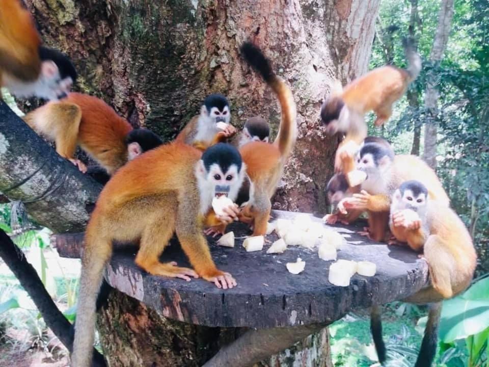 La Purruja Lodge Golfito Kültér fotó