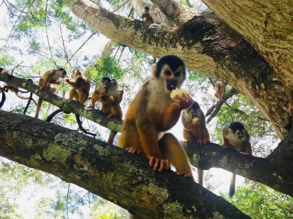 La Purruja Lodge Golfito Kültér fotó